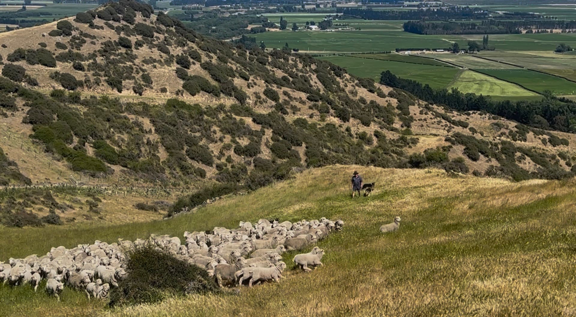 New Zealand sheep farm — source of premium wool