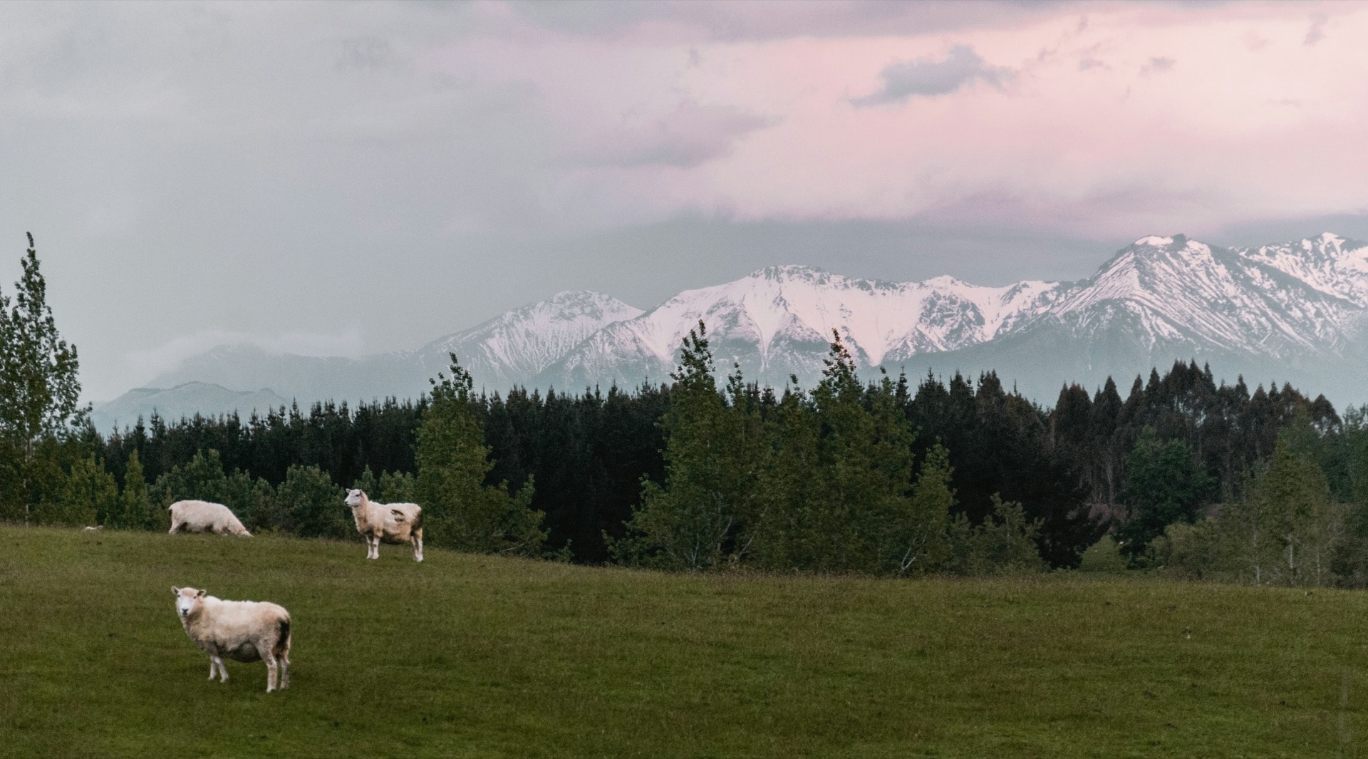 New Zealand pastoral landscape