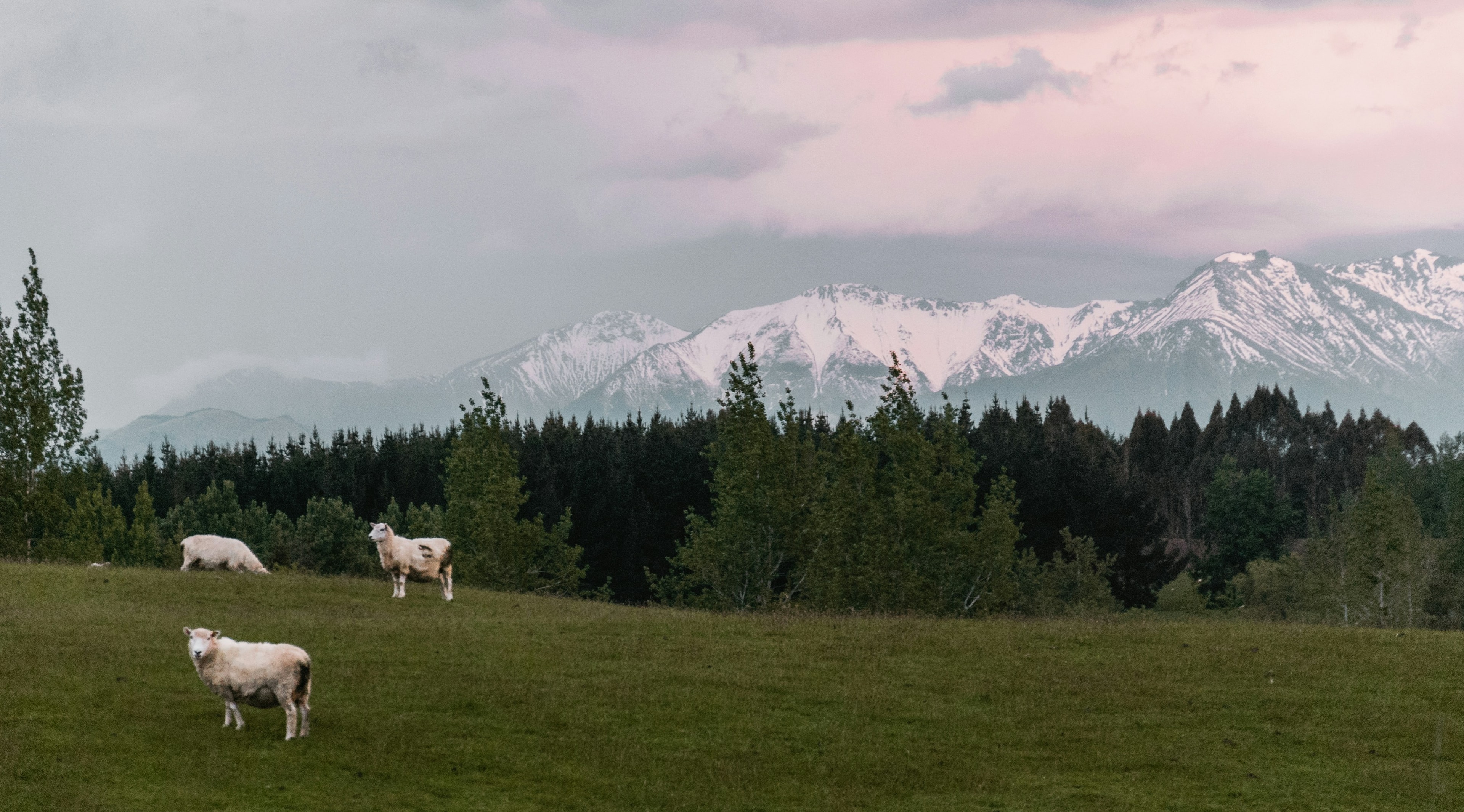 New Zealand pastoral landscape