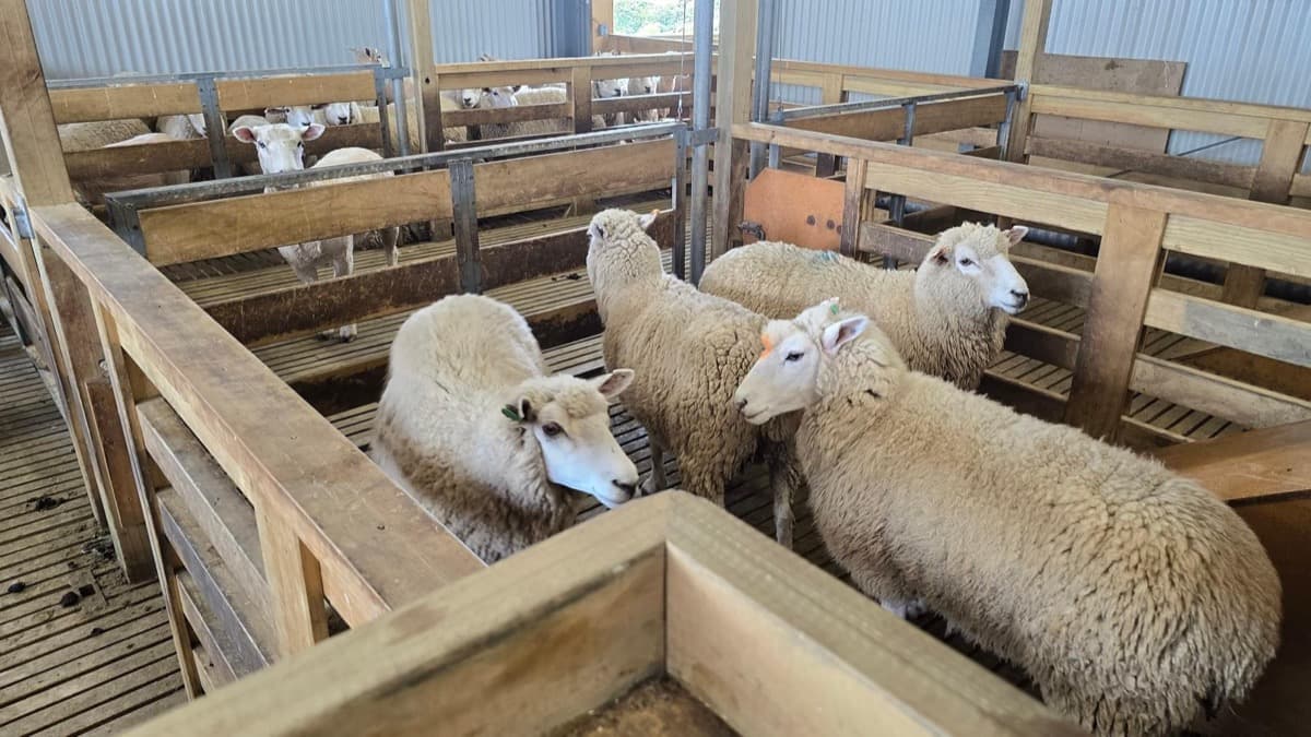 Sheep Station, New Zealand