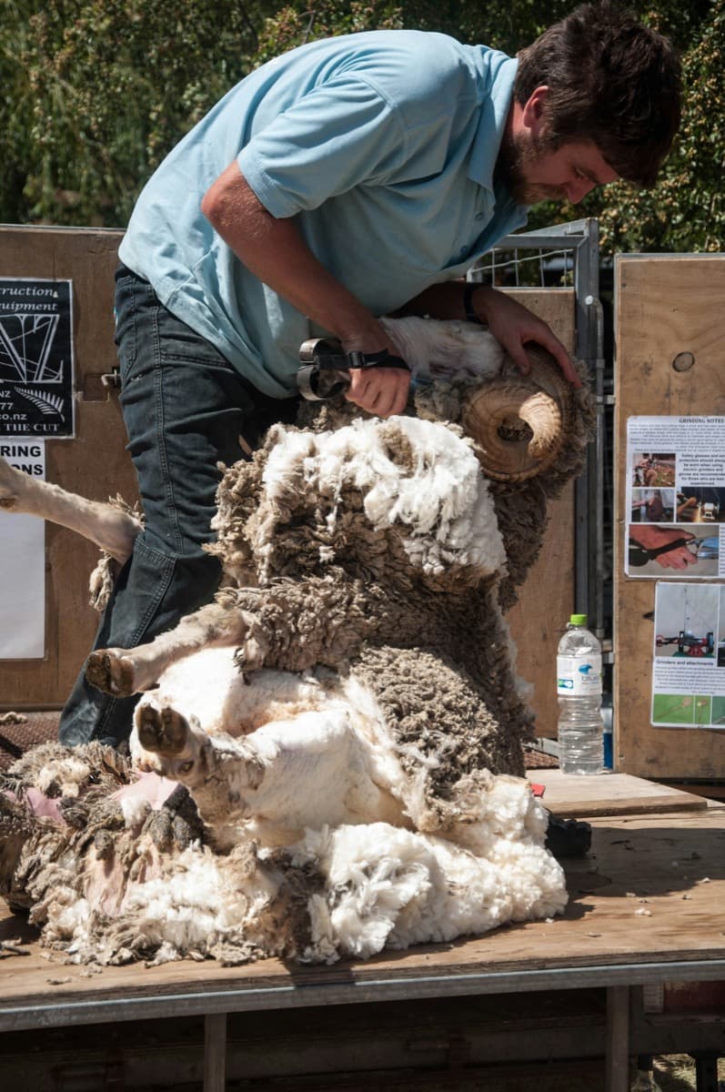 Sheep Shearing, New Zealand